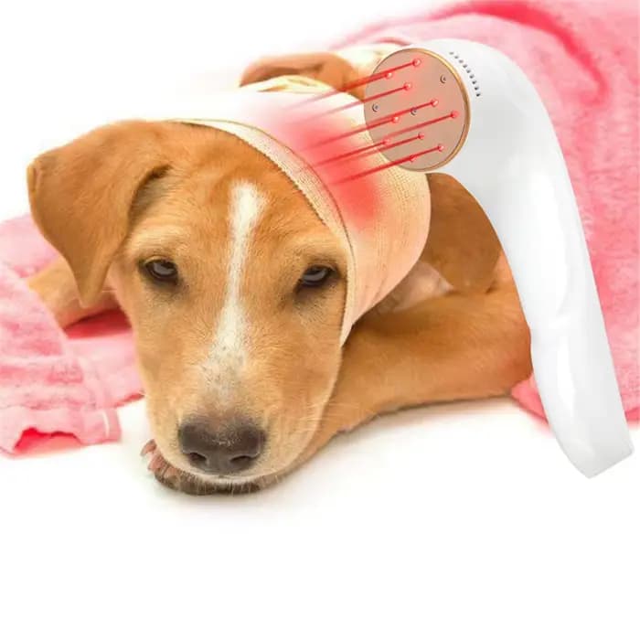 Appareil de photothérapie au laser médical, thérapie fongique, laser oto, instituts pour chien, chat