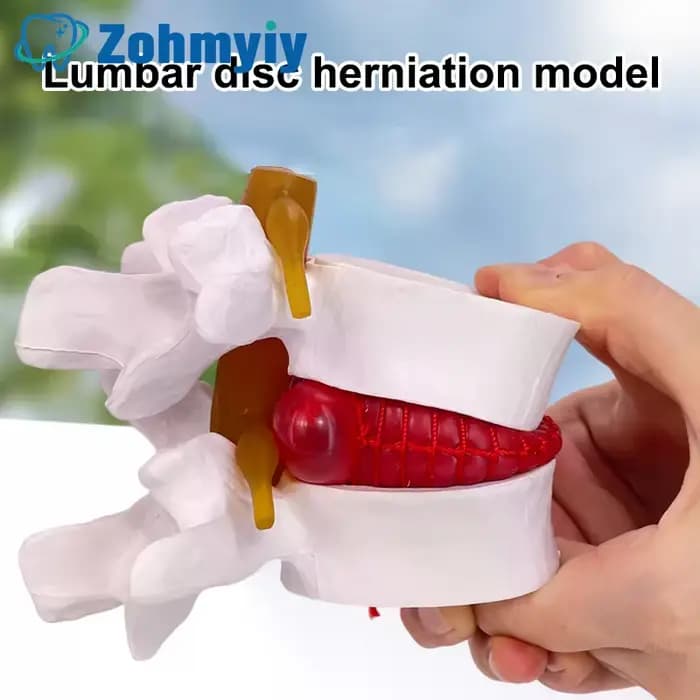 Modèle lombaire professionnel