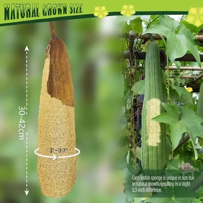 Une douche entière luffa environ 30-40 cm 100% naturel SPA beauté bain éponge corps épurateur bouffée exfoliant Lofa